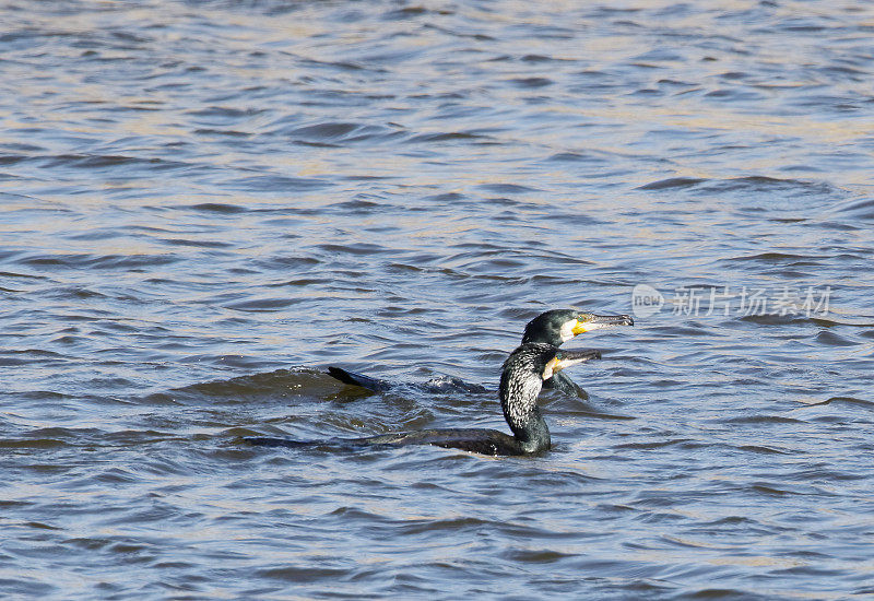 鸬鹚(Phalacrocorax carbo)